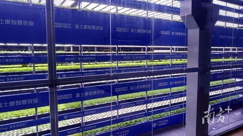 這屆年輕人，在種一種很新的“數(shù)字地”——走馬觀粵看新農(nóng)人如何玩轉(zhuǎn)智慧農(nóng)業(yè)